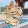 Trover's profile picture