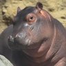 HippoShippo's profile picture