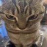 savagerabbit profil fotoğrafı