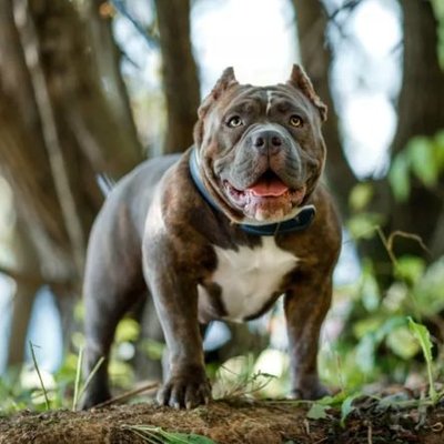 BonnieMeikle1's profile picture