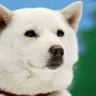 HKT推っし推し11日逆上がり◢(予定) profil fotoğrafı