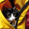 みそねこ 的头像