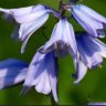 Blubell 的头像