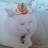 Profilbild von 折橋勝典😄😸メインで、悪質NGです!