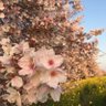 Фото профиля さくら