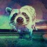 Pres. RichRacc 🦝🗳️'s profile picture