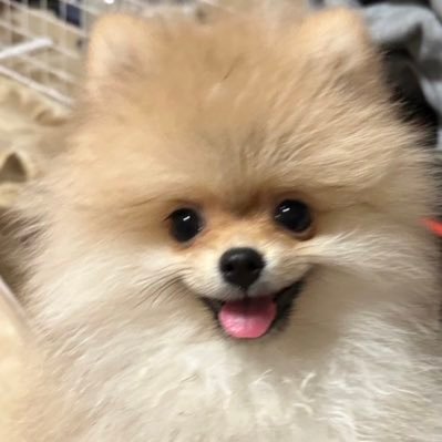 🫶僕はたぬ🫶ポメラニアン's profile picture