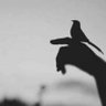 عابرة profil fotoğrafı