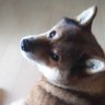 あらかんわこ profil fotoğrafı