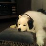 Breadpuppy_7 profil fotoğrafı