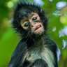 Фото профиля Mangabeira Smith