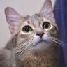 Lady🐱Somali 的头像