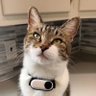MrKitterstheCat 的头像