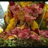Radhika Rao's profile picture