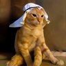 arab cat's profile picture