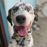 K_dev profil fotoğrafı
