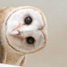 カクレテコソリ 的头像