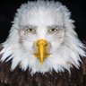 Pedro profil fotoğrafı
