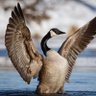 Фото профиля Goose