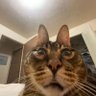 Lynx's profile picture