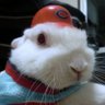 博多の白兎's profile picture