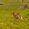 عبدالمحسن عبدالله 的头像