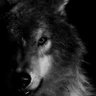 Lone Wolf profil fotoğrafı
