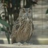 かのん 的头像