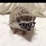 the_fuzzy_hedgehog 的头像