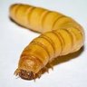 Фото профиля 💧Not actually a MealWorm