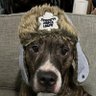 LeafsFanSinceBirth 的头像