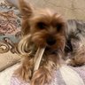 Profilbild von Kuro