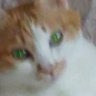 Profilbild von 君猫