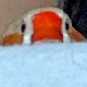 Profilbild von やまちこ