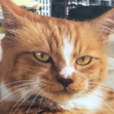 Mercifide's profile picture