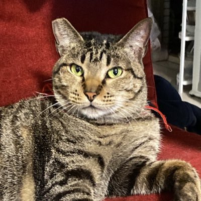 Kyle's profile picture