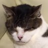 Profilbild von キワ
