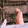 Profilbild von Le chat roux