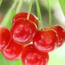 転生_稲妻 profil fotoğrafı