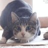 溢れ出す煮汁 的头像