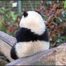 amy🐼 profil fotoğrafı