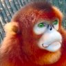 Фото профиля Michael🦍🇺🇸🇹🇼ape