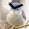 bibcoin's profile picture
