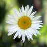 Profilbild von daisy