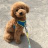 ねがね ੯‧̀͡u\ profil fotoğrafı