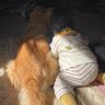 Фото профиля はちとじょうとたみおとこう
