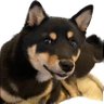 どら's profile picture
