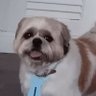 Bruno's profile picture