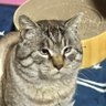 たぬきと間違えられた猫🐱 的头像