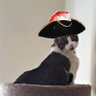 Nora Kittykat🐈⬛🐈🐈⬛'s profile picture